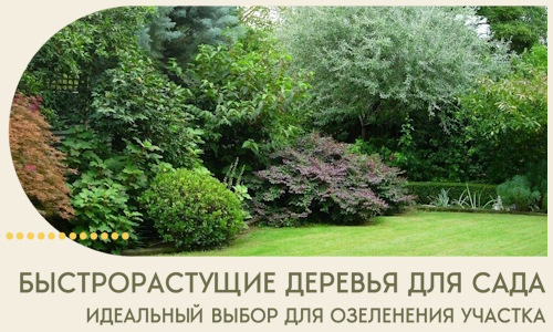 Быстрорастущие деревья для сада идеальный выбор в Липецке