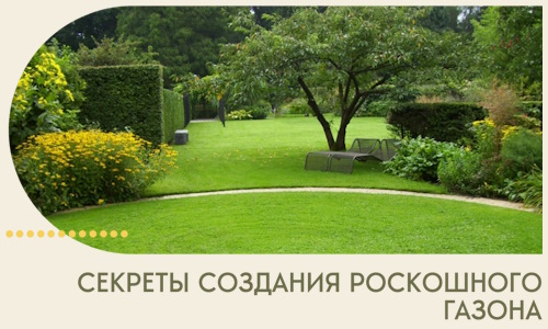 Секреты создания роскошного газона в Липецке